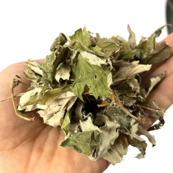 画像2: 長野県木島平産よもぎ お得な1kgパック (2)